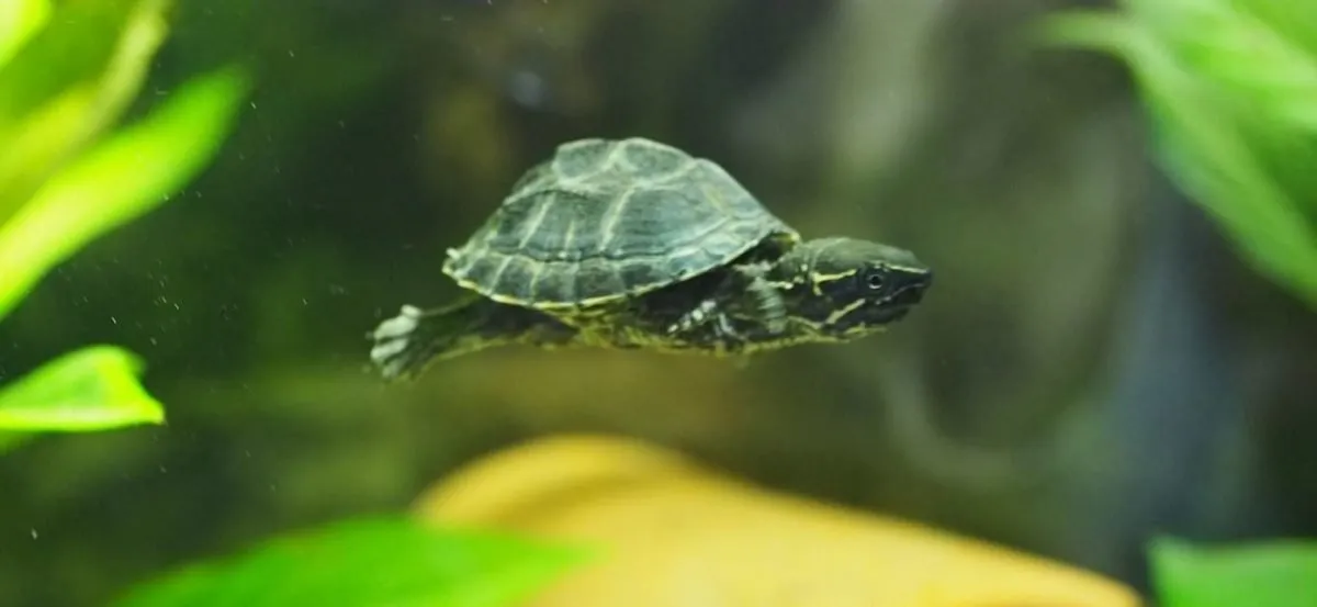kleinbleibende Wasserschildkröte