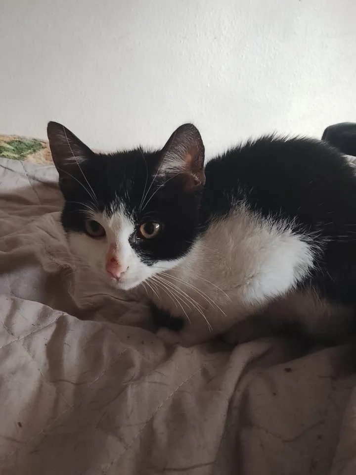 🐱 Schwarz-weißer Kater sucht liebevolles Zuhause
