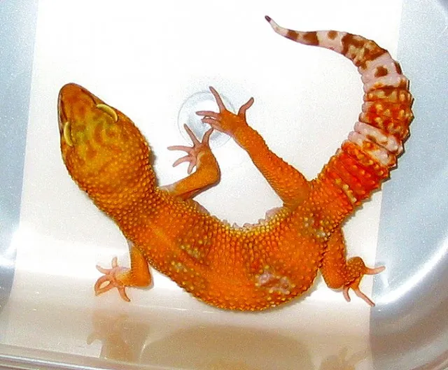 Wunderschöne Leopardgeckos **FARBZUCHTEN** ABZUGEBEN