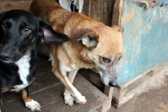Lusia - als ihr Frauchen starb, wurde sie mit ihren Hundefreunden in die Tötung