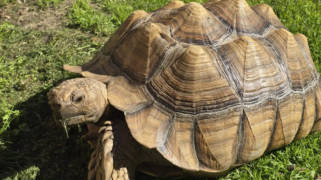 10 jähriges Sulcata Weibchen zu verkaufen