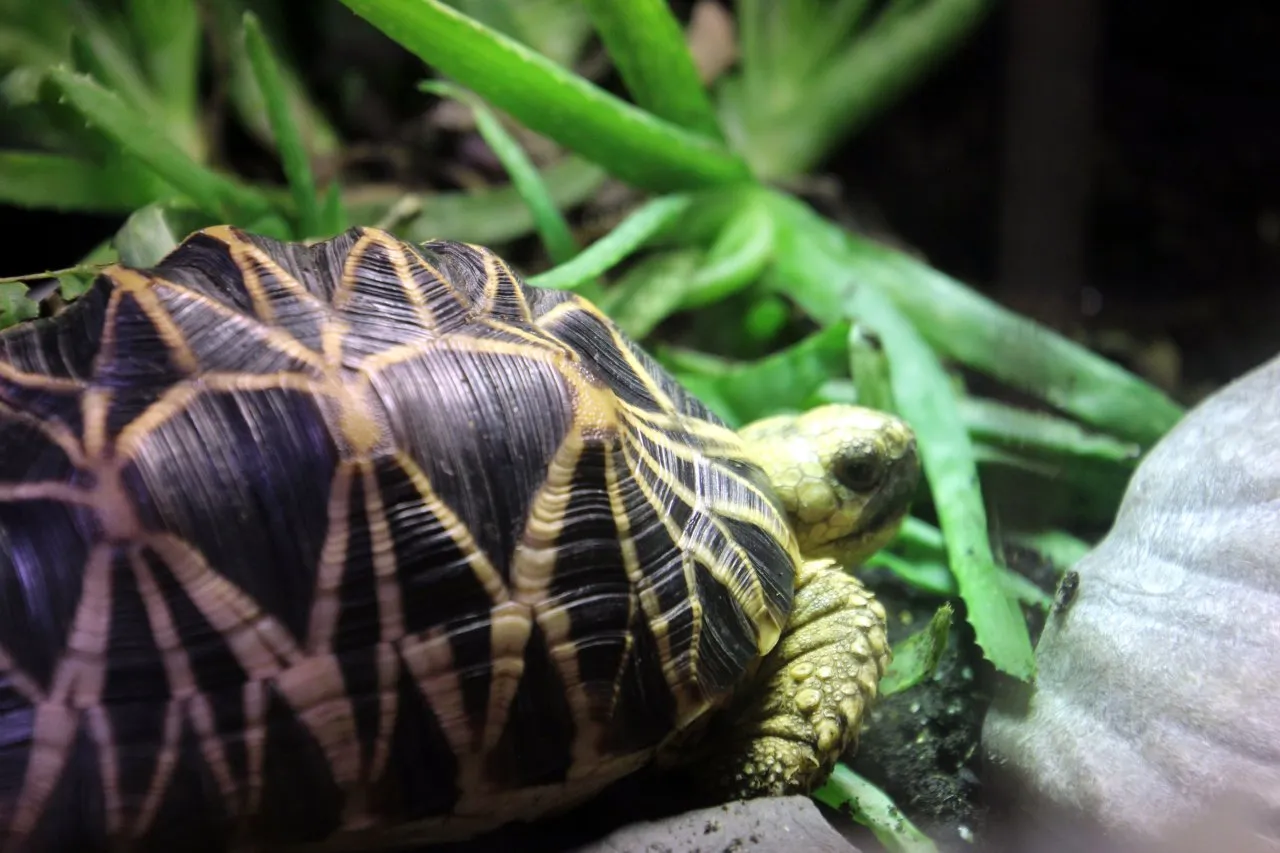 Geochelone platynota - Burma Sternschildkröte und Geochelone elegans Indische Sternschildkröten