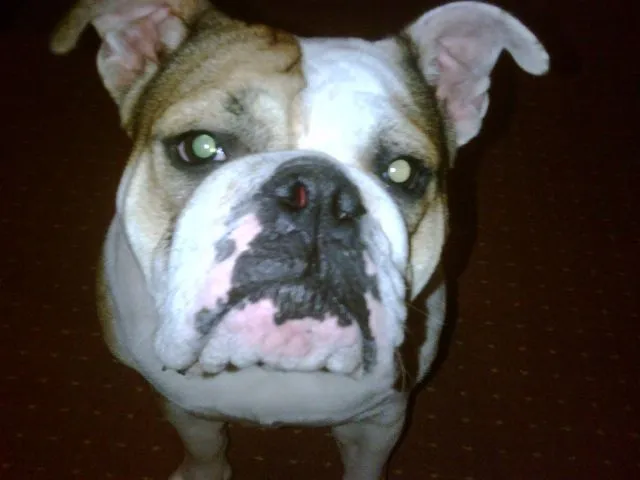 Englische Bulldogge- Hündin 1,5 Jahre super lieb!!! – Bild 1