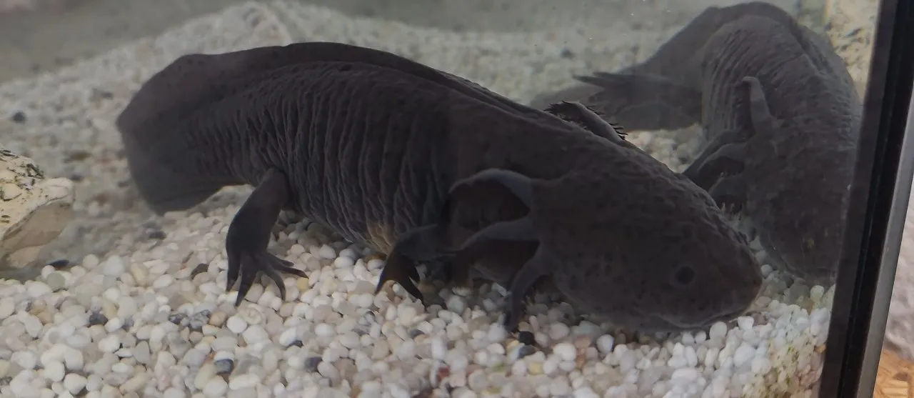 Axolotl Paar abzugeben - nur in gute Hände