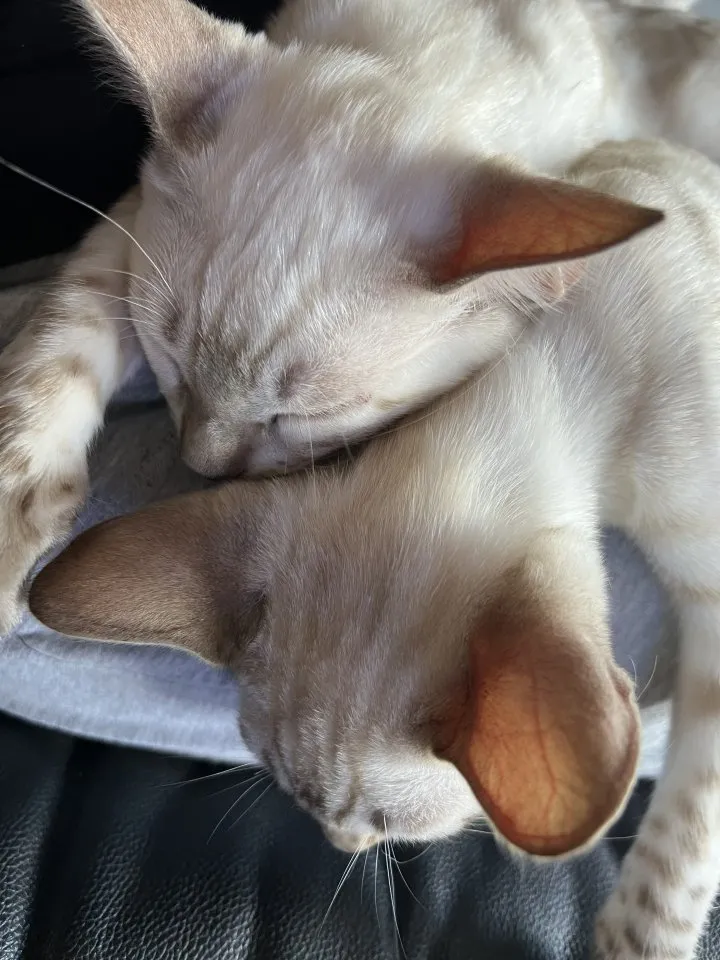 Snow Bengalen aus liebevoller Zucht mit TICA-Stammbaum - nur noch 2 zu haben !!