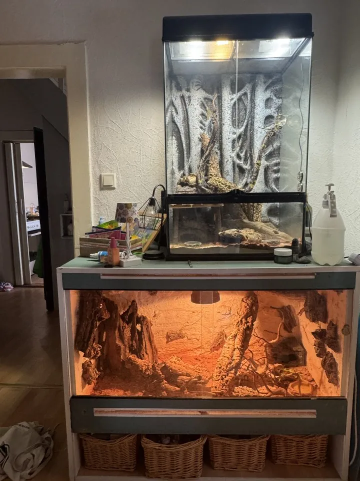 ? Leopardgeckos mit Terrarien abzugeben – nur Abholung