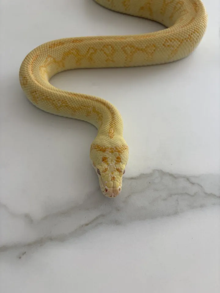 0.1 _ Morelia spilota Redline Sunglow Jaguar (Hypo Albino) _ Teppichpython