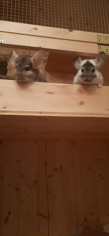 Chinchilla abzugeben