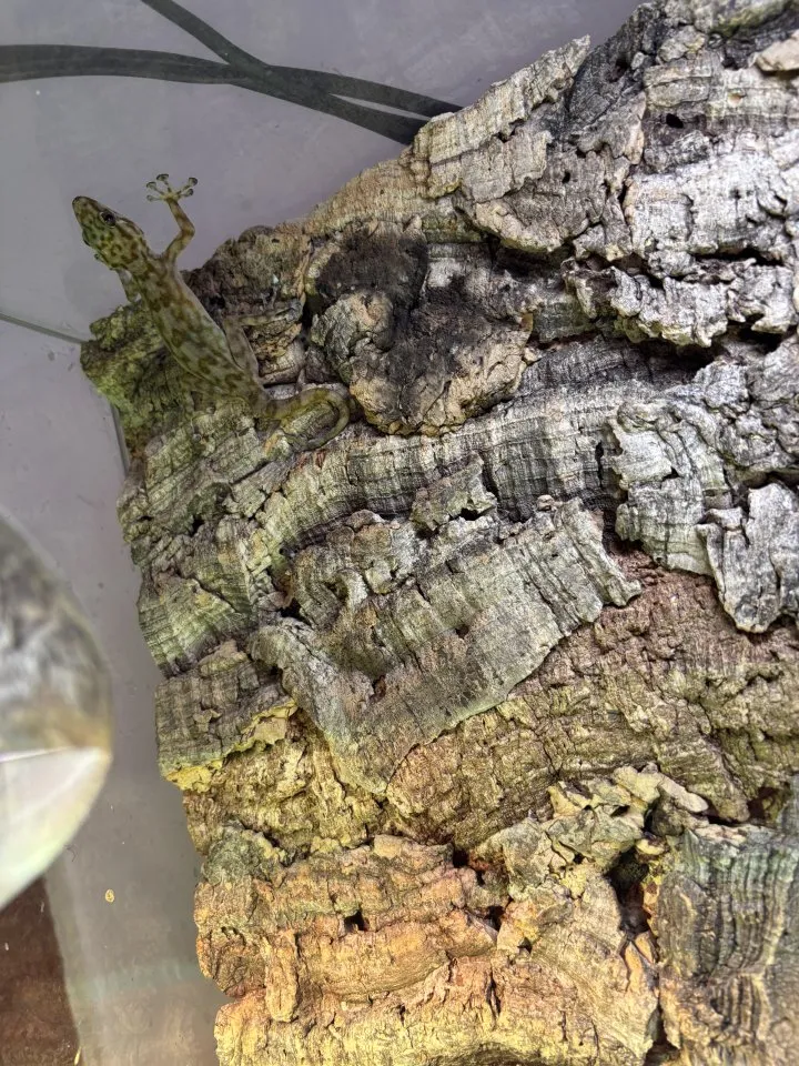 2 Fächerfinger Geckos