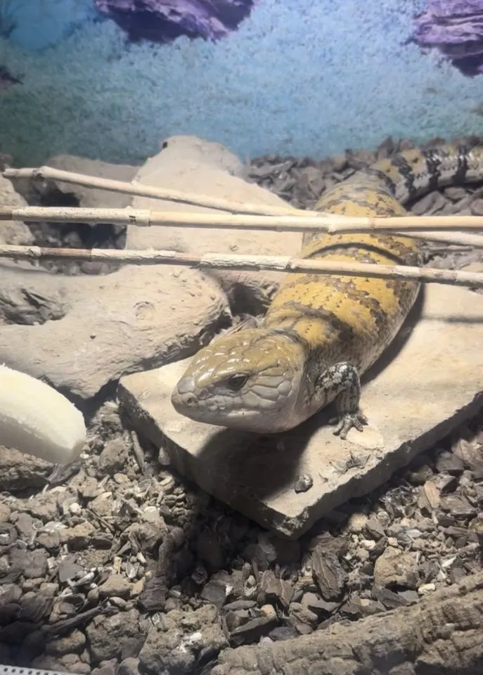 Blauzungenskink in gute Hände abzugeben