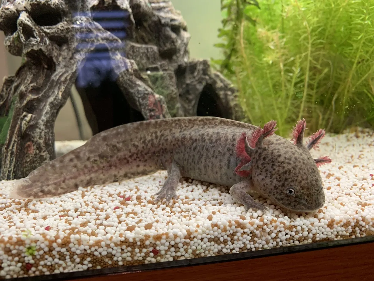 Axolotl wildfarben abzugeben