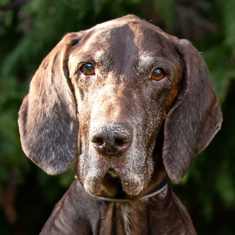 BIRKO - männlich  11 Jahre  61 cm  30 kg  Deutsch Kurzhaar  Gechipt