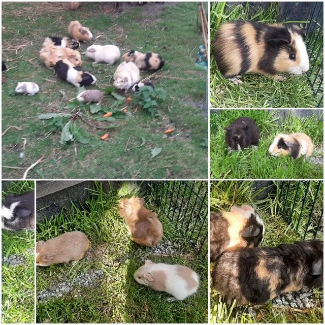 Cuy Riesenmeerschweinchen Lilac Rex männlich weiblich aus liebevoller optimaler
