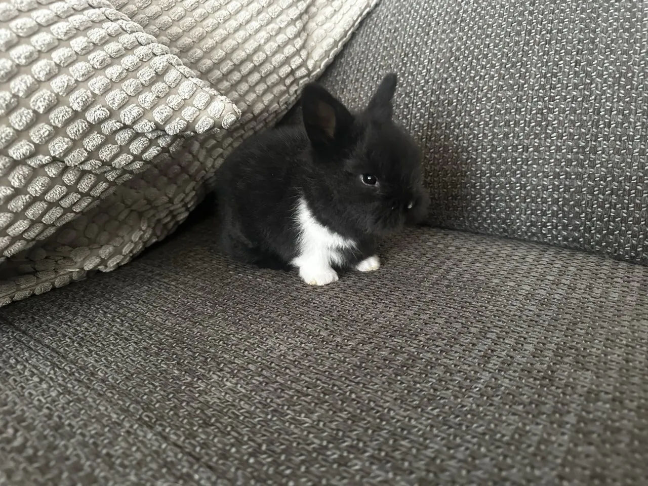Kleine Löwenkopfkaninchen Babys