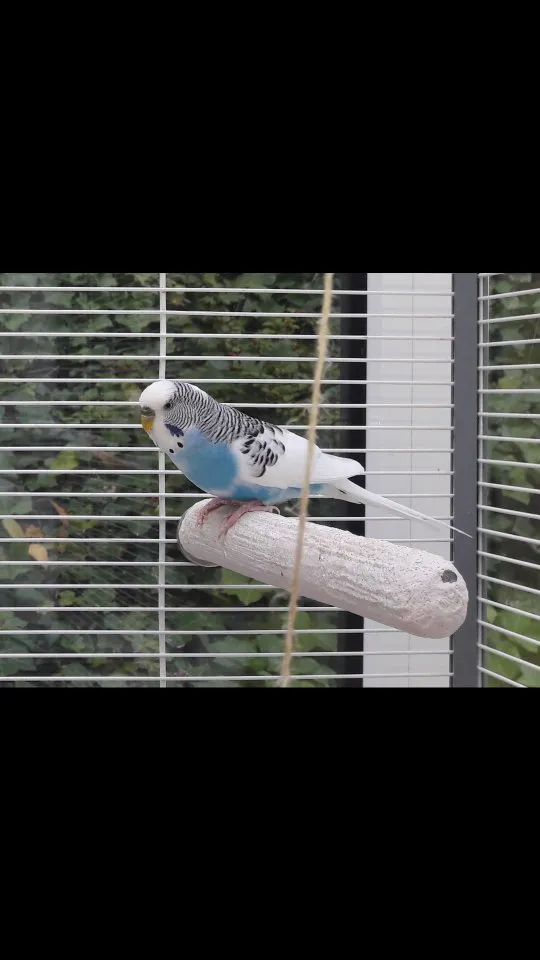 Blau-weißer Wellensittich