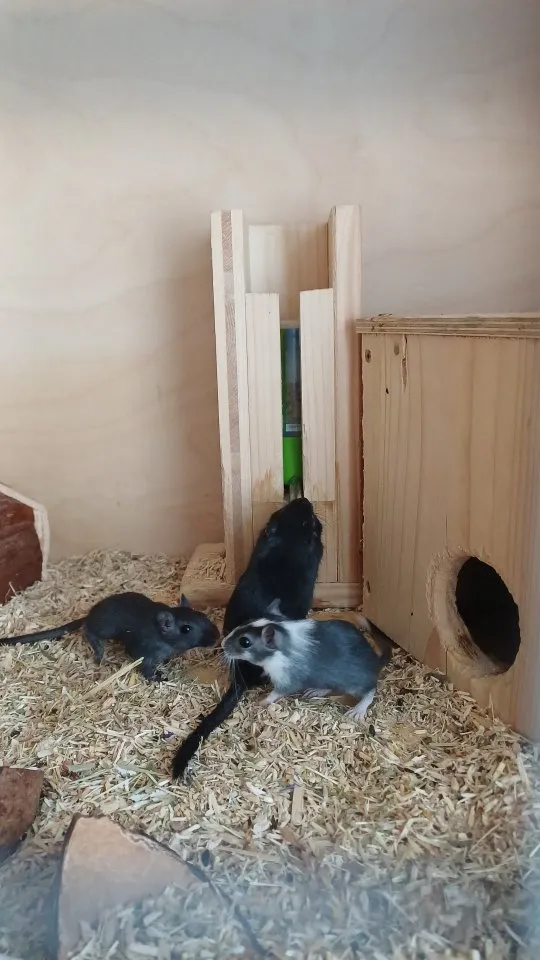3 Rennmaus Weibchen, Gerbils, Mongolische Wüstenrennmäuse