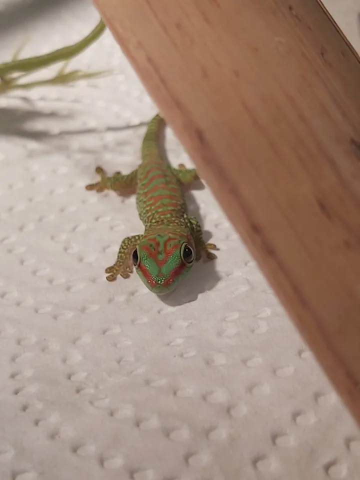 Phelsuma grandis - Madagaskar Taggecko