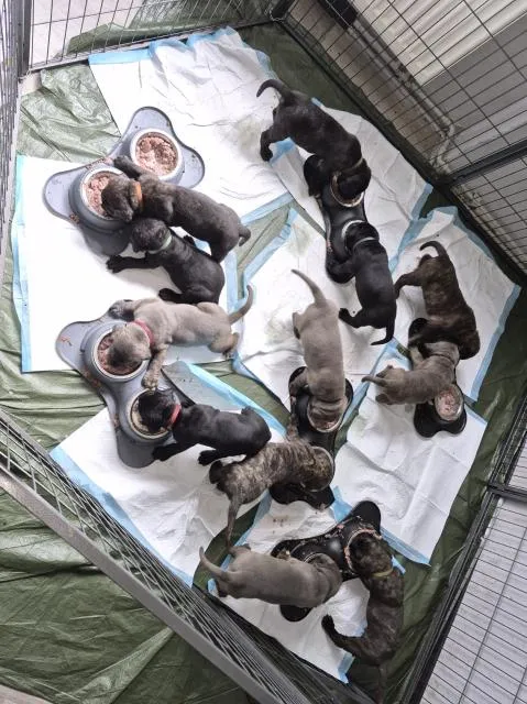 10 reinrassige cane corso welpen suchen ihr zuhause
