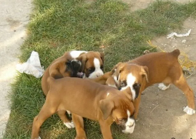 Boxerwelpen