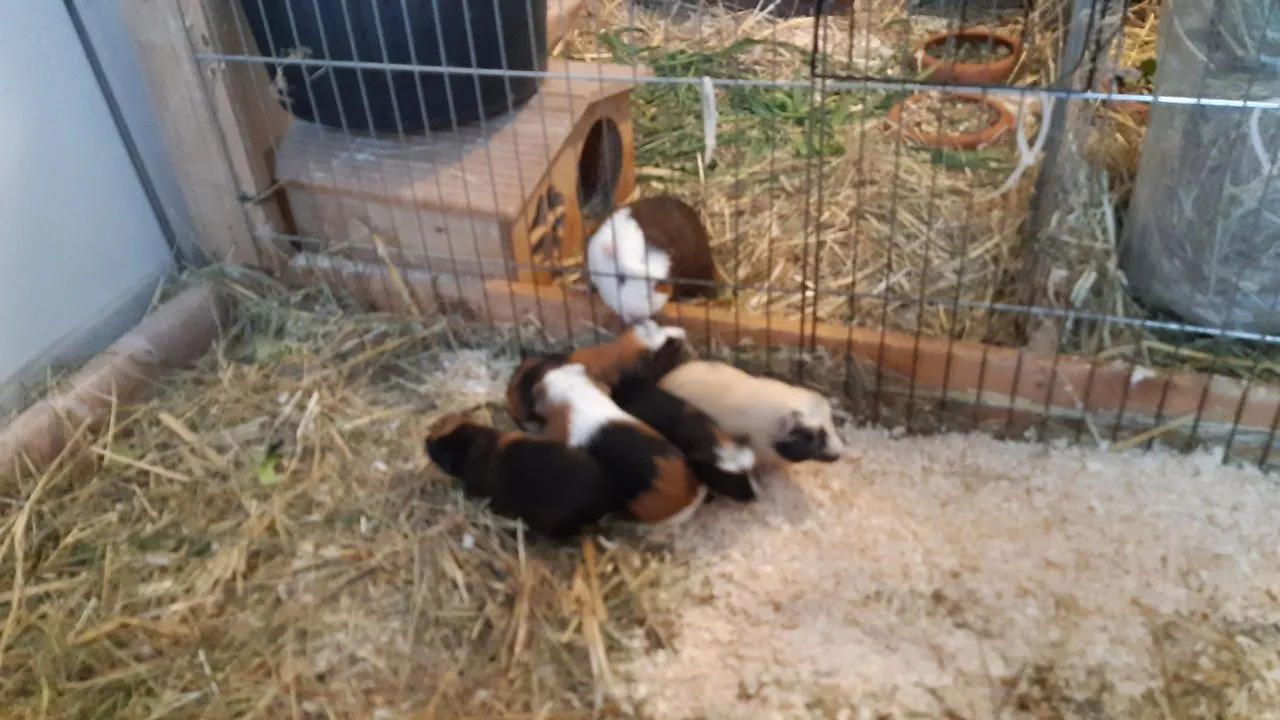 Meerschweinchen Junghasen