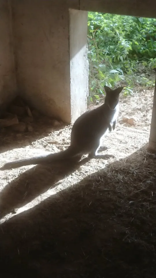 Bennet wallaby Känguru