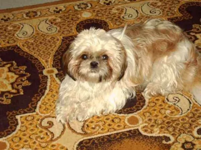 Shih-Tzu  Hündin aus Saarbrücken wartet den Treff, auf Deckrüden. – Bild 1