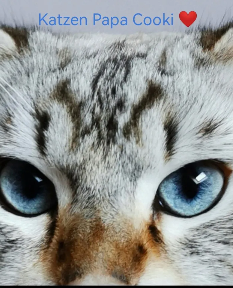 Heilige Birma Kitten Baby