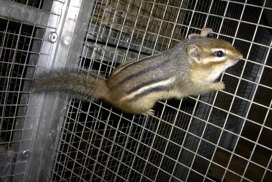 Amerikanische Backenhörnchen