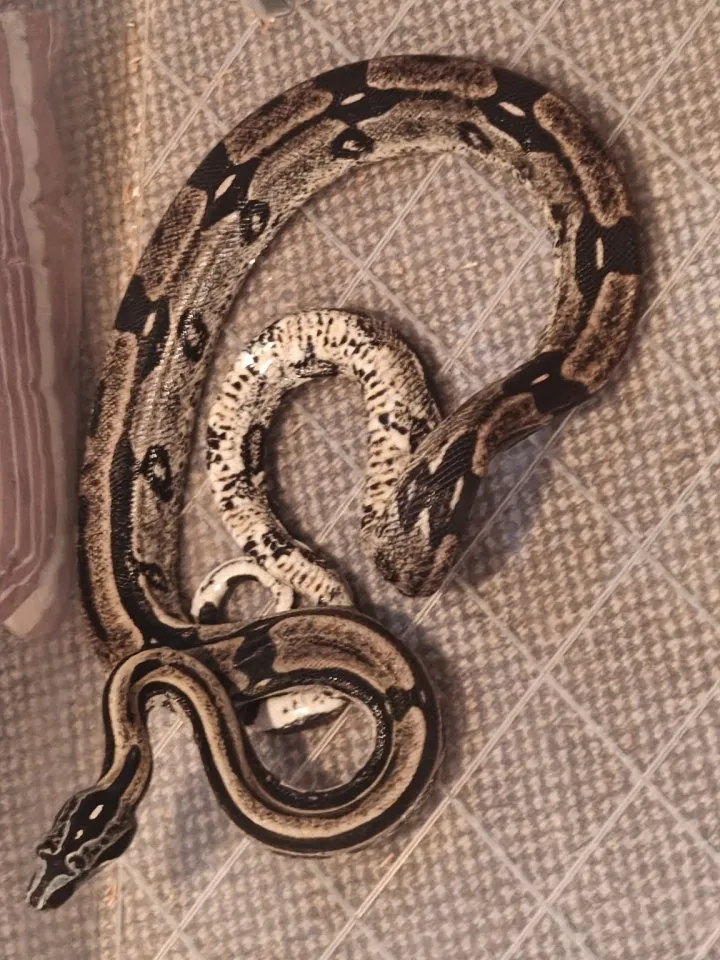 1.0 Boa C. Longicauda 100% het Zero