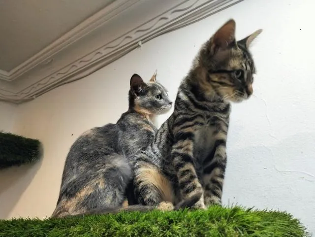Harry und Sally suchen gemeinsam ein neues Zuhause (als Wohnungskatzen)