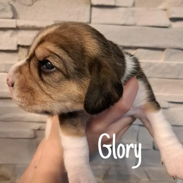 Beaglewelpen tricolor