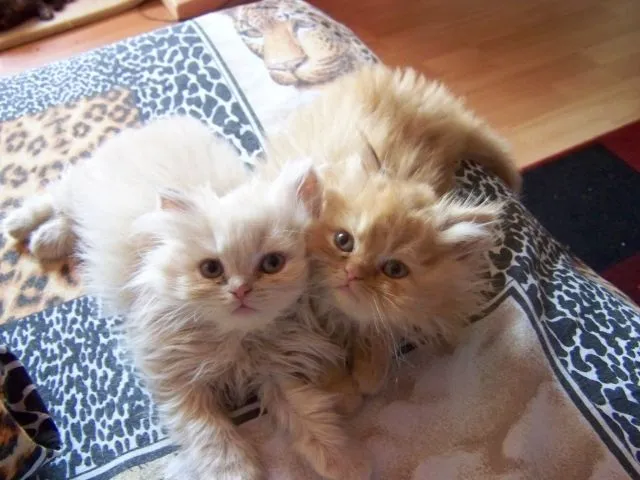 Perserbabys!