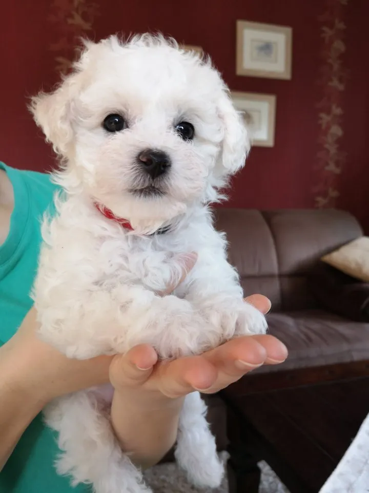 Zuckersüße Bichon Frise Welpen (Rüden) suchen liebevolles Zuhause - Elterntiere vor Ort