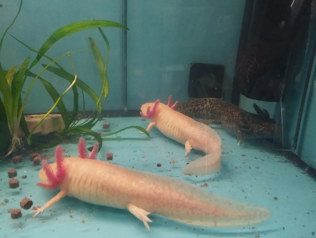 Axolotl aus eigener Nachzucht zu verkaufen