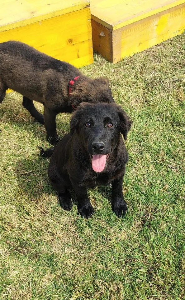 Evan, 5 Monate, sucht Happy-Home