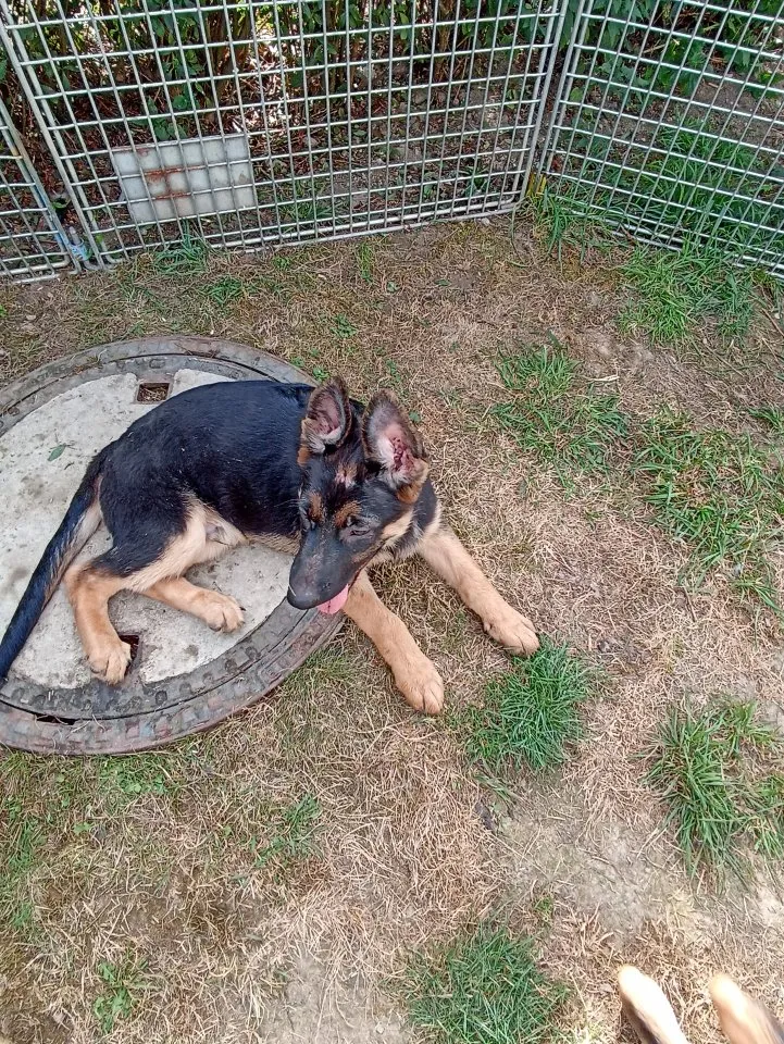 Schäferhund Welpe (Rüde)