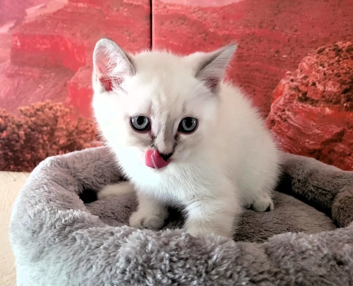 5 BKH-Colourpoint-Kitten: In wen hast du dich verliebt?