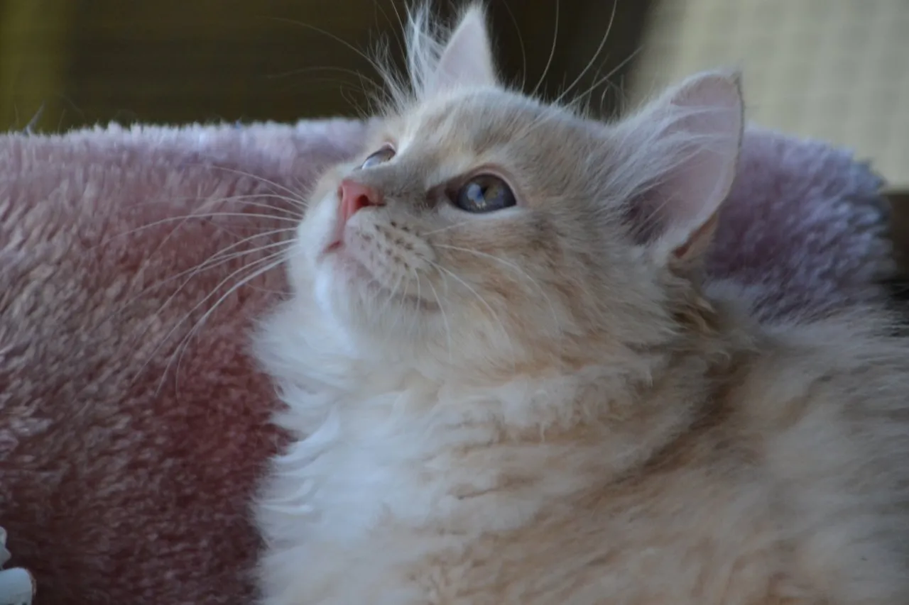 verschmuste kleine Sibirische Tiger