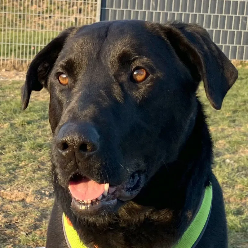 NICKI -  männlich  4 Jahre  62 cm  40 kg  Perro de Pastor Mallorquin Gechipt Kas – Bild 1
