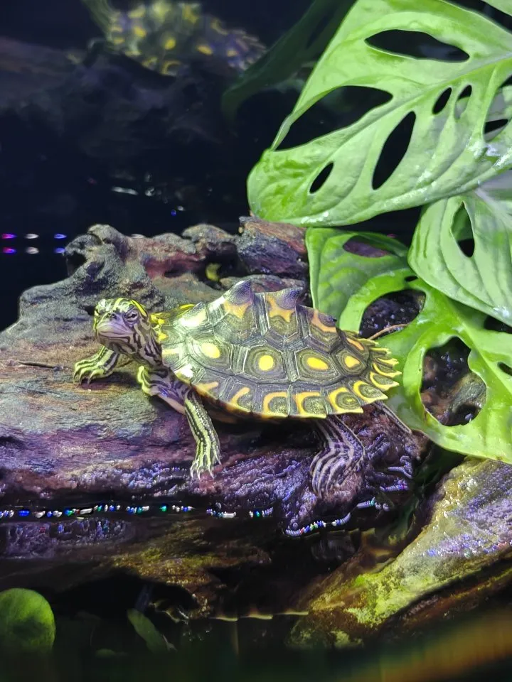 Gelbtupfen Höckerschildkröte Graptemys Flavimaculata
