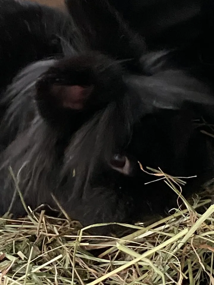 Blacky, Zwergkaninchen