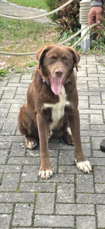 Mischlingshund Rüde Brownie