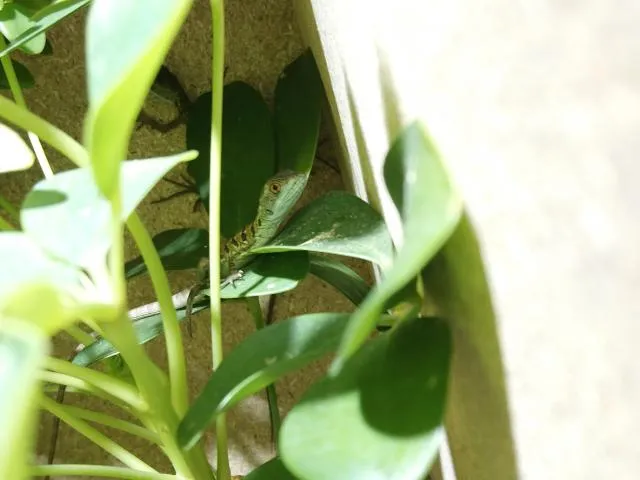 Stirnlappenbasilisk 0.0.2  Basiliscus plumifrons