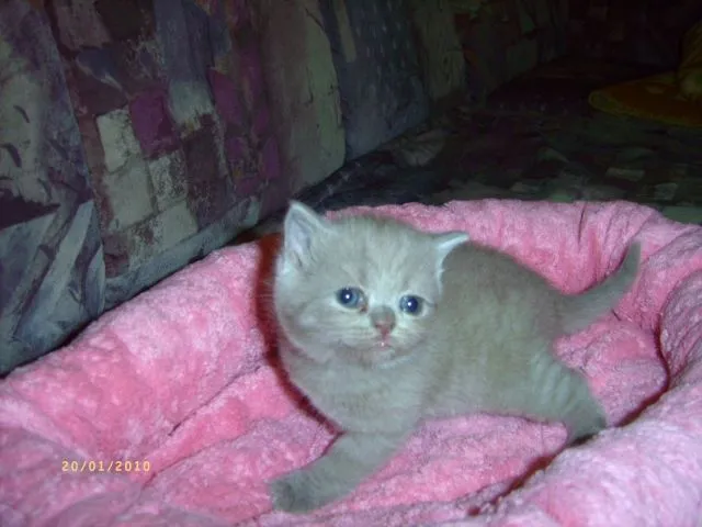 Wunderschöne reinrassige BKH-Kitten  mit gutem Stammbaum – Bild 1