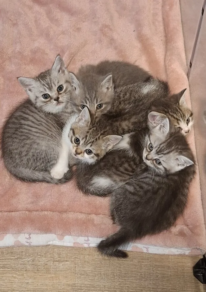 BKH Kitten, British Kurzhaar Katze