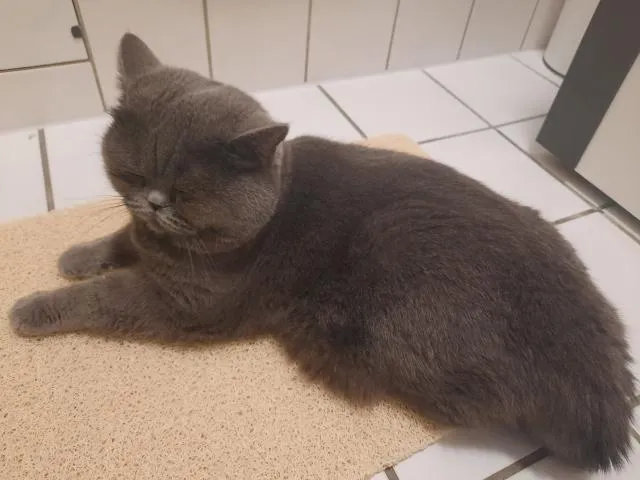 Deckkater Yaman