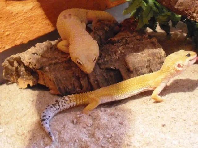 1.2 Gruppe Leopardgeckos auch einzeln