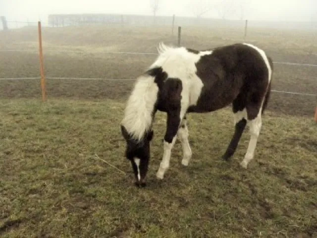 Ein echtes Indianer Pferd !!