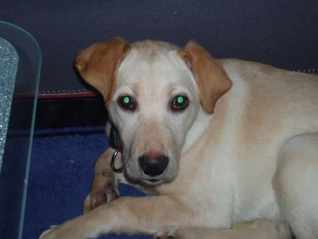 Labrador Welpe