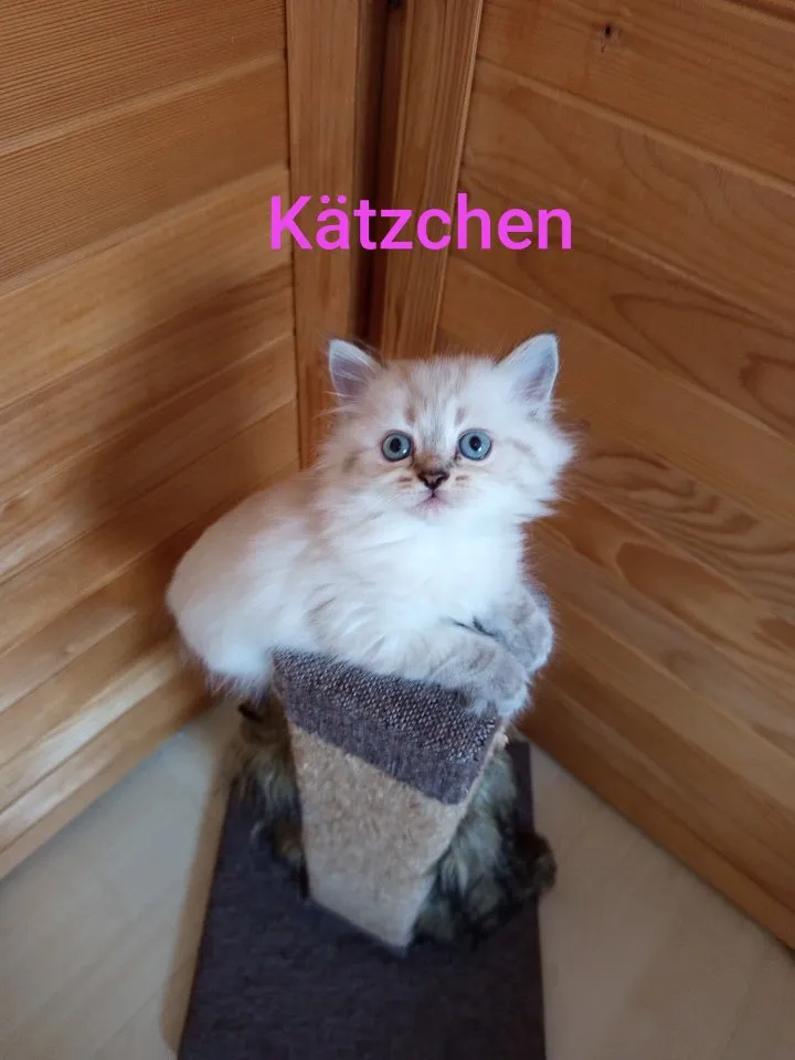 Kitten Heilige Birma